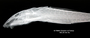 Loricaria filamentosa seminuda FMNH 55116 synt lath x